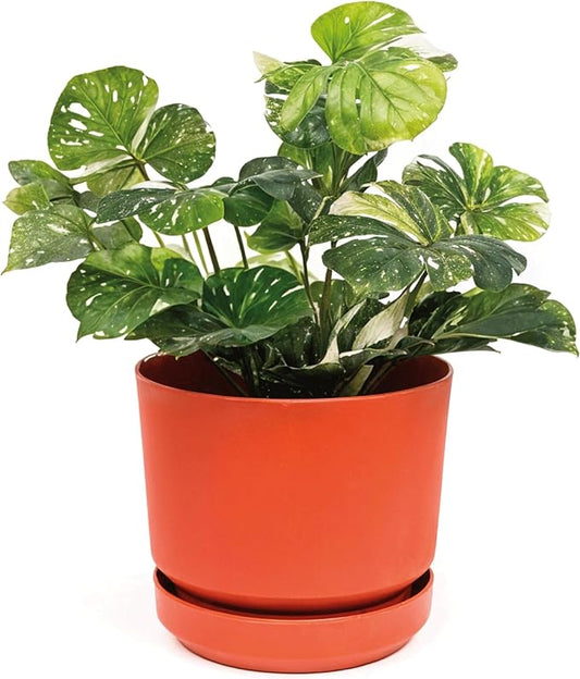 Elly Décor 8 inch Plastic Cylinder Planter Pot with Self-Watering Saucer and Drainage Hole,Lightweight & Extremely Durable, 8"x 8", Terracotta