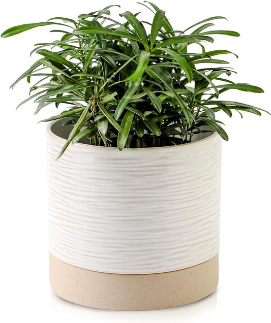 Nihow Ceramic Plant Pot: 6 Inch Planter with Drainage Hole & Saucer for Indoor & Outdoor Plants - Cylinder Round Flower Pot for Succulent/Herbs/Violets - Cream White & Brown