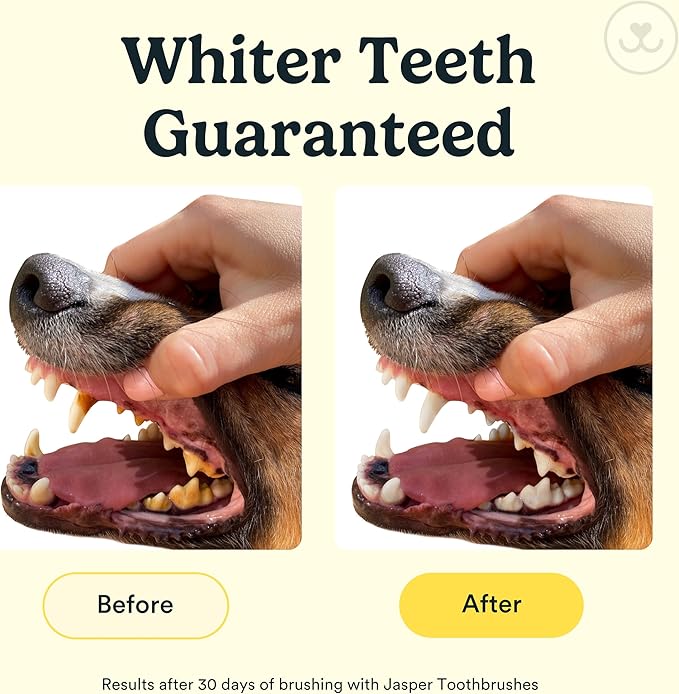Jasper Dog Toothbrush, 360º Dog Tooth Brushing Kit, Cat Toothbrush, Dog Teeth Cleaning, Dog Finger Toothbrush, Use with Dog Toothpaste - Clear 2-Pack