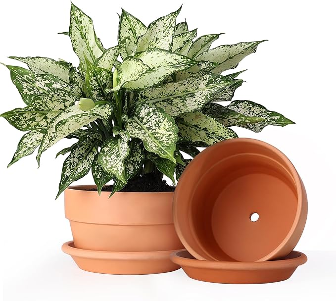 INGOFIN 8 Inch Terracotta Shallow Pots Set with Saucer - Ceramic Clay Pots with Drainage Hole, Terra Cotta Pot for Plants for Indoor Outdoor Plants, Set of 2